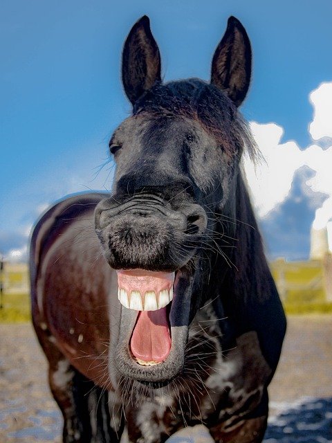horse laugh